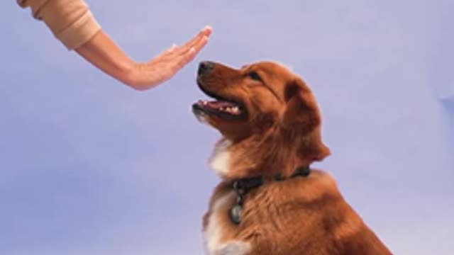 Funniest and Cutest Dog Training Tricks New