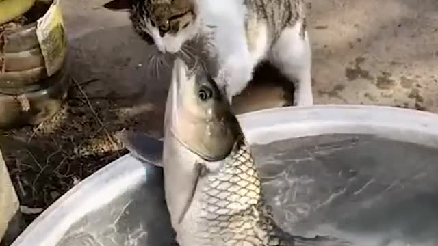 Cat catches a big fish 🐟