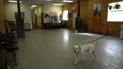 Extremely Reactive Pit bull + leash reactive dog training