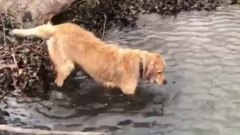 good boy liam looking for my keys in the river