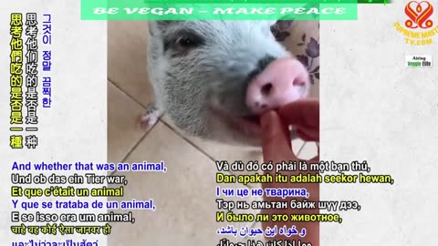 the all vegan sanctuary 2017 - Kate Tsyrklevich - Hope Hilman USA