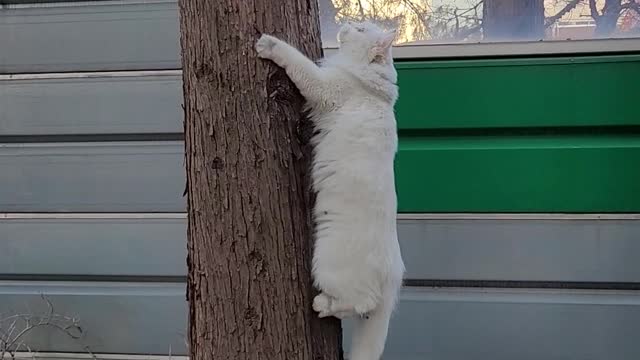 A cat that rides down a tree to catch a bird and gives up