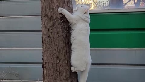 A cat that rides down a tree to catch a bird and gives up