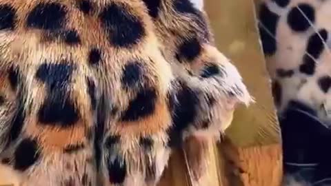 Cute Funny Animals