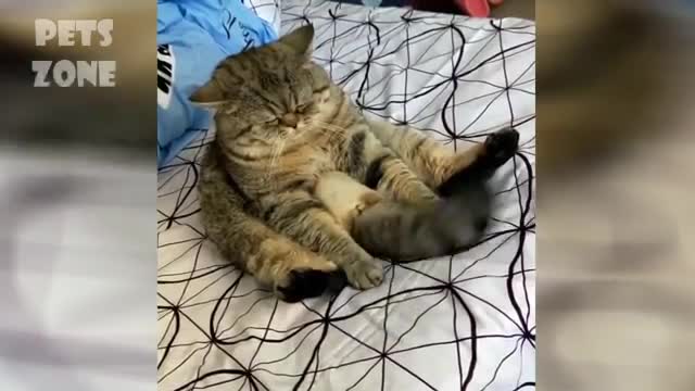 Cute and dramatic pets compilation
