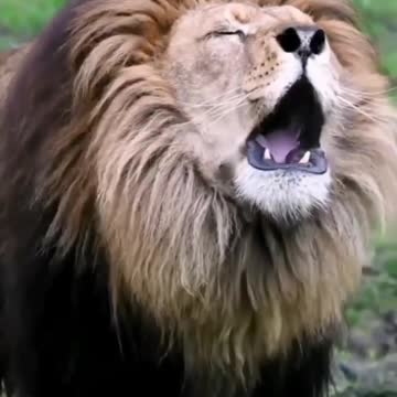 Lion speaking in the forest #animals_Nuture