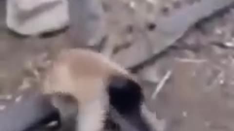 #Dogs and Monkeys # funny fights.