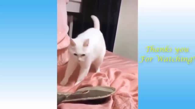 Funny cat break to the beat