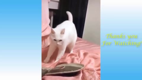 Funny cat break to the beat