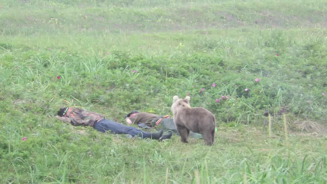 Curious Cub Startles Sleeping Men