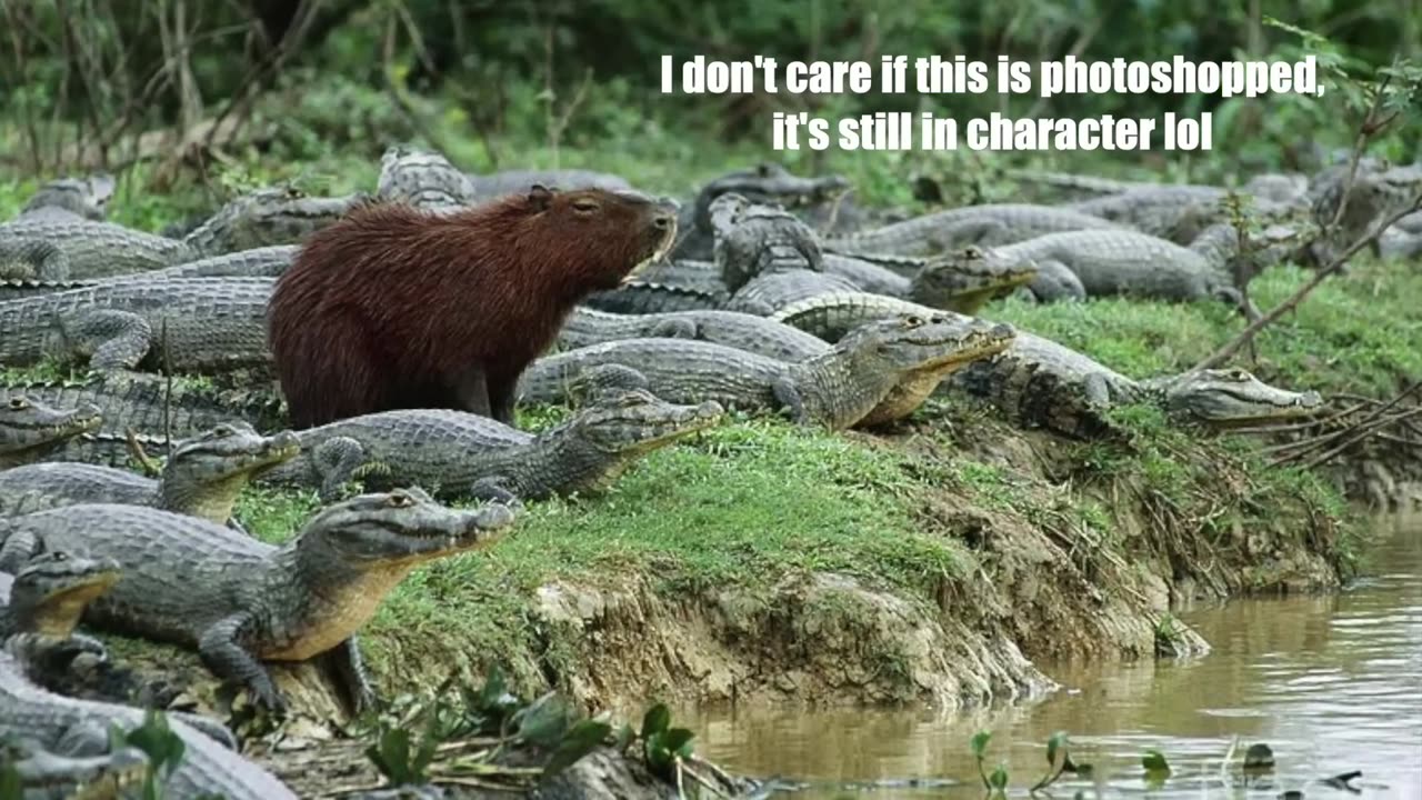 Cool capibara presentation