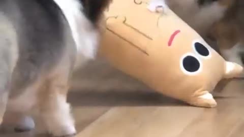 Two dog playing with