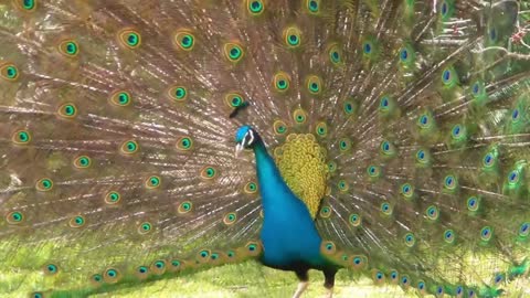 Dancing Peacock