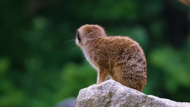 Cute animal