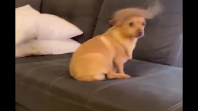 Funny dogs | cute dogs | cute puppy🐶🐶🐶
