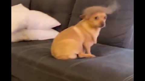 Funny dogs | cute dogs | cute puppy🐶🐶🐶