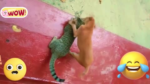 Funniest Cats and Dogs Videos 2024 😹🐶 Best Funny Animal Videos 😂 Funny Pets Zone #joy#pet #cat #fun