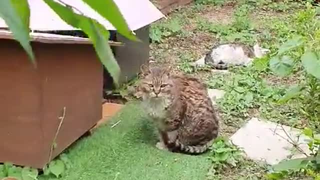 Cat and umbrella