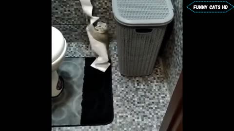 The Best Funny Cat Videos 😹/ Funny Cats😍 / Mega Funny Cat Videos /🤗 Cutest and Funniest Cats :d 2021