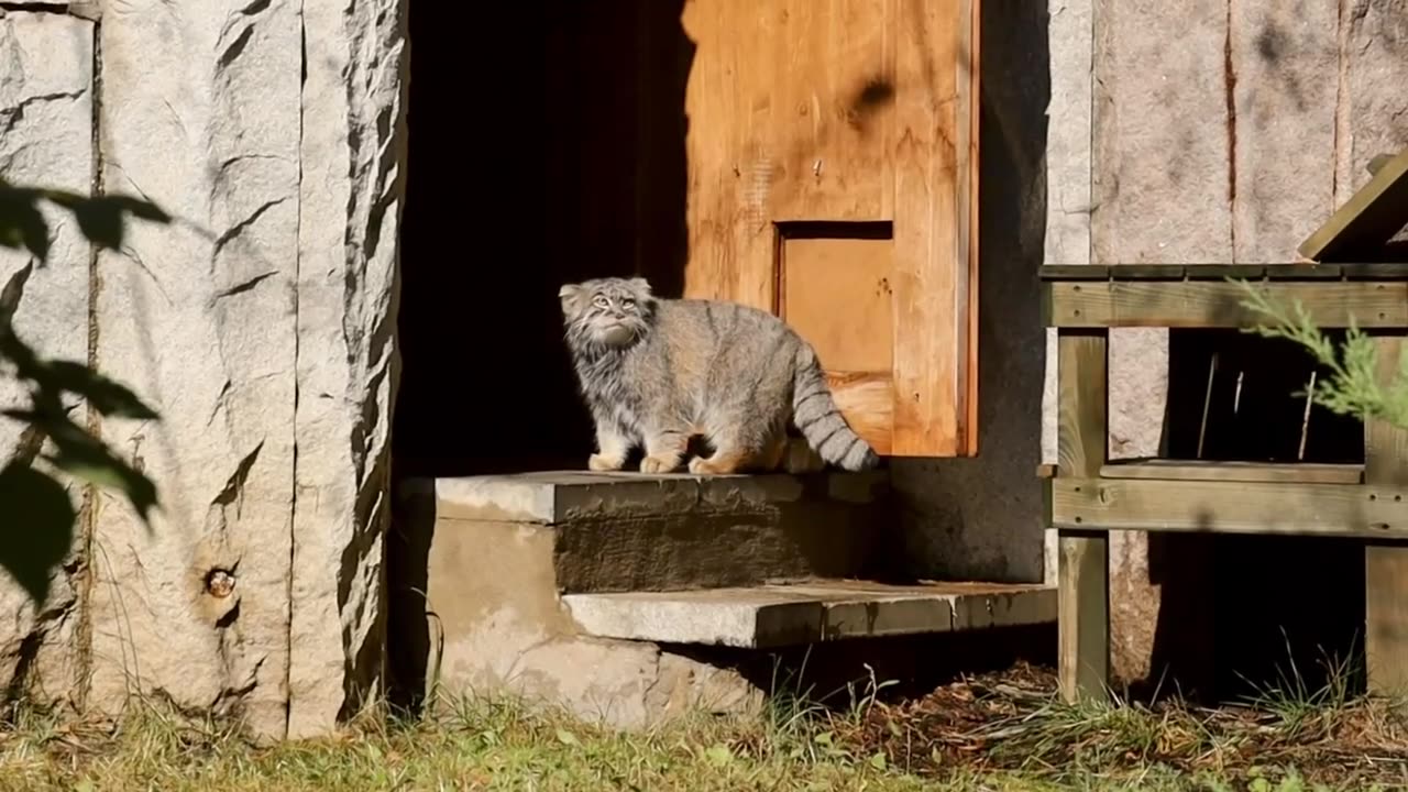 Pallas’ cat roaming its territory 😊