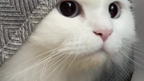 Cute white cat