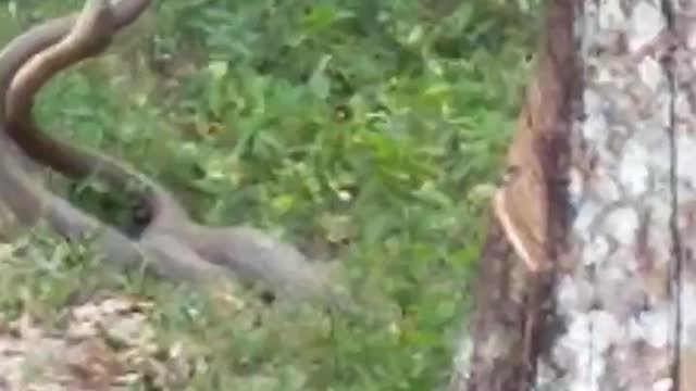 Large Snakes Mating in Jungle