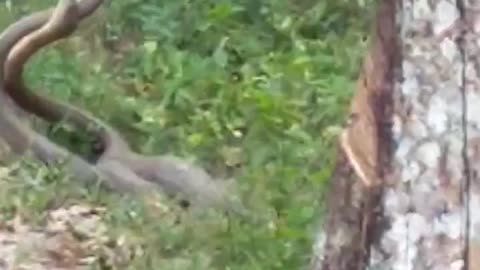 Large Snakes Mating in Jungle