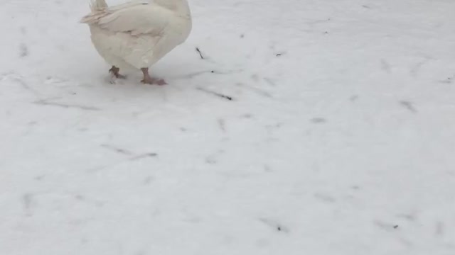 Tater Tot is out for a walk on a snowy spring morning