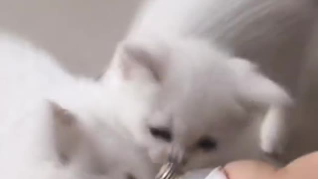 Aww cute baby cat video funny