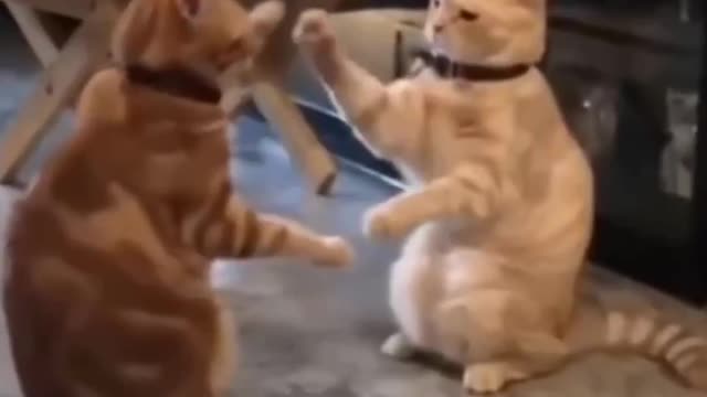 Funny Cats and Cute Pets Compilation - Cuteness and Funniest Animals Video >PART 1