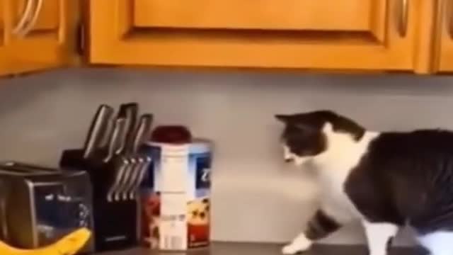 💖Most funny cat video🔥