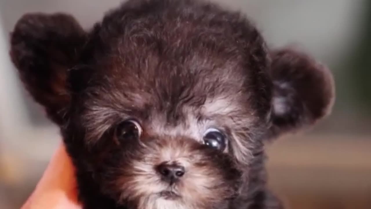 Silver poodle with a small and cute face