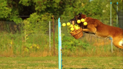 Delightful Puppy Holding Basketball And Jumping On A Competition!