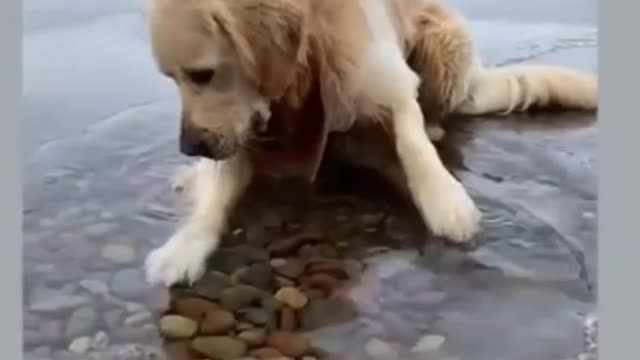 🤣 Funny Dog Dringking Water💧💧