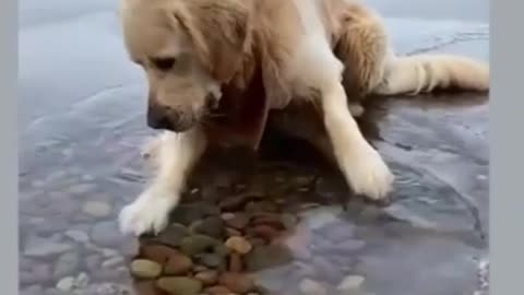 🤣 Funny Dog Dringking Water💧💧