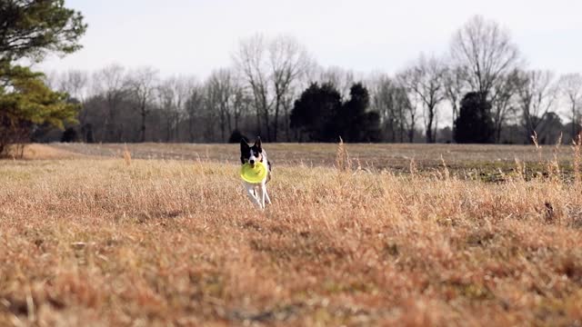 Dog
