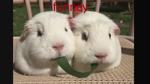 Guinea Pigs Play Tug-of-War With Blade of Grassss