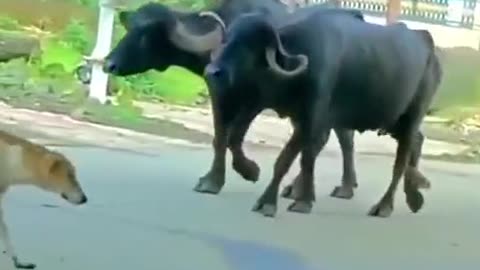 Animal funny video