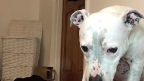 Super FUNNY DOG Videos