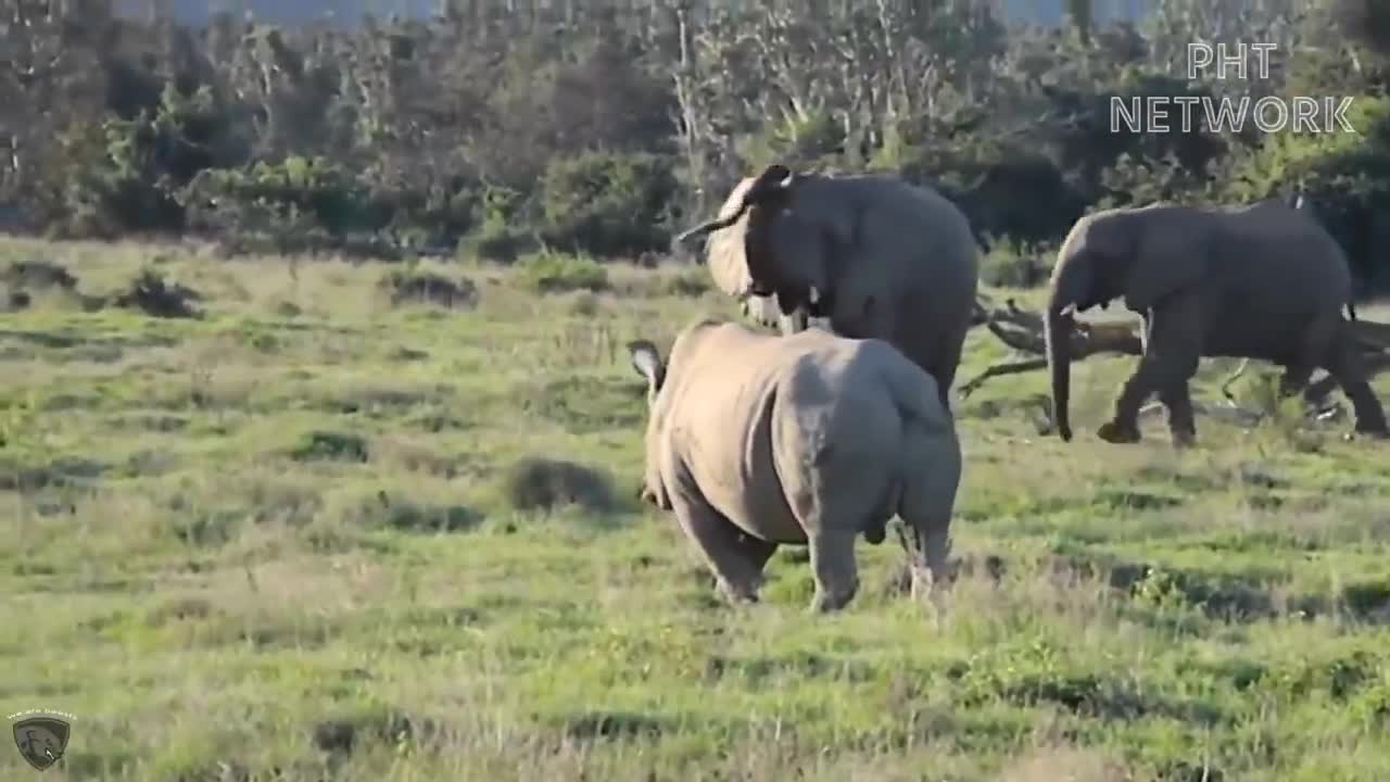 MOTHER ELEPHANT GETS ANGRY OVER CROCODILE!!!