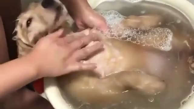 Dog Bath Time very Funny