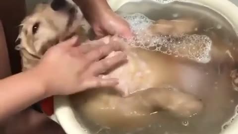 Dog Bath Time very Funny