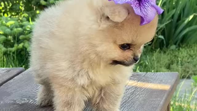 Cute Baby Dog - Cute Moment of Baby Dog on Top of Table