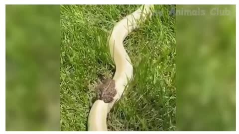 frog and snake best friends#funny#funny animals# cute pet # pets