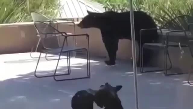 two very cute baby bears