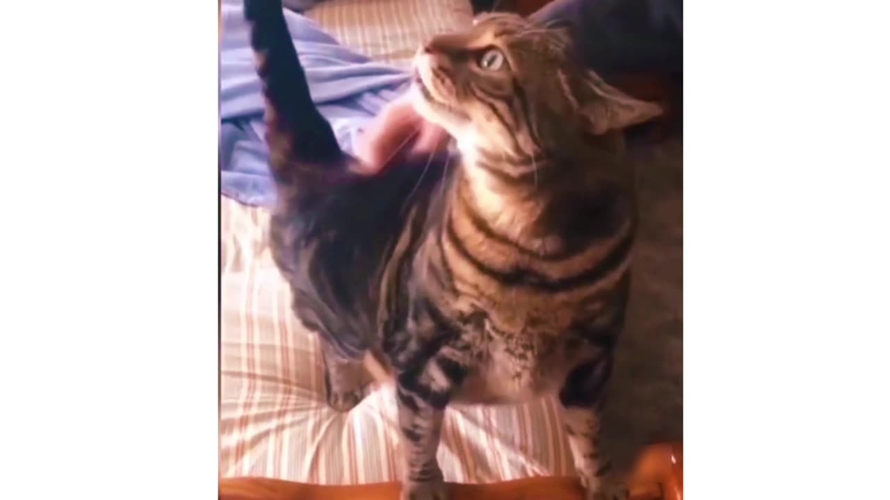 Funny Cat Videos #cat #funnycat #cutecats