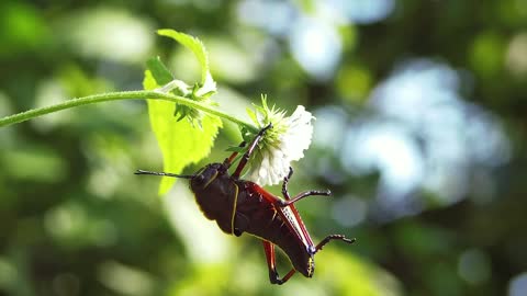 Cricket on a flower