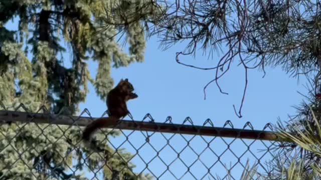 A squirrel eats on park fences