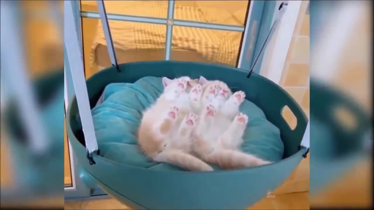 Funy cats compilation