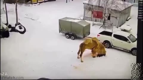 Guy Assualts a Camel, the end result for him is Not Good